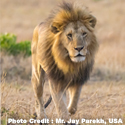 4N/5D Roar of Africa, Kenya (Premium Departure)